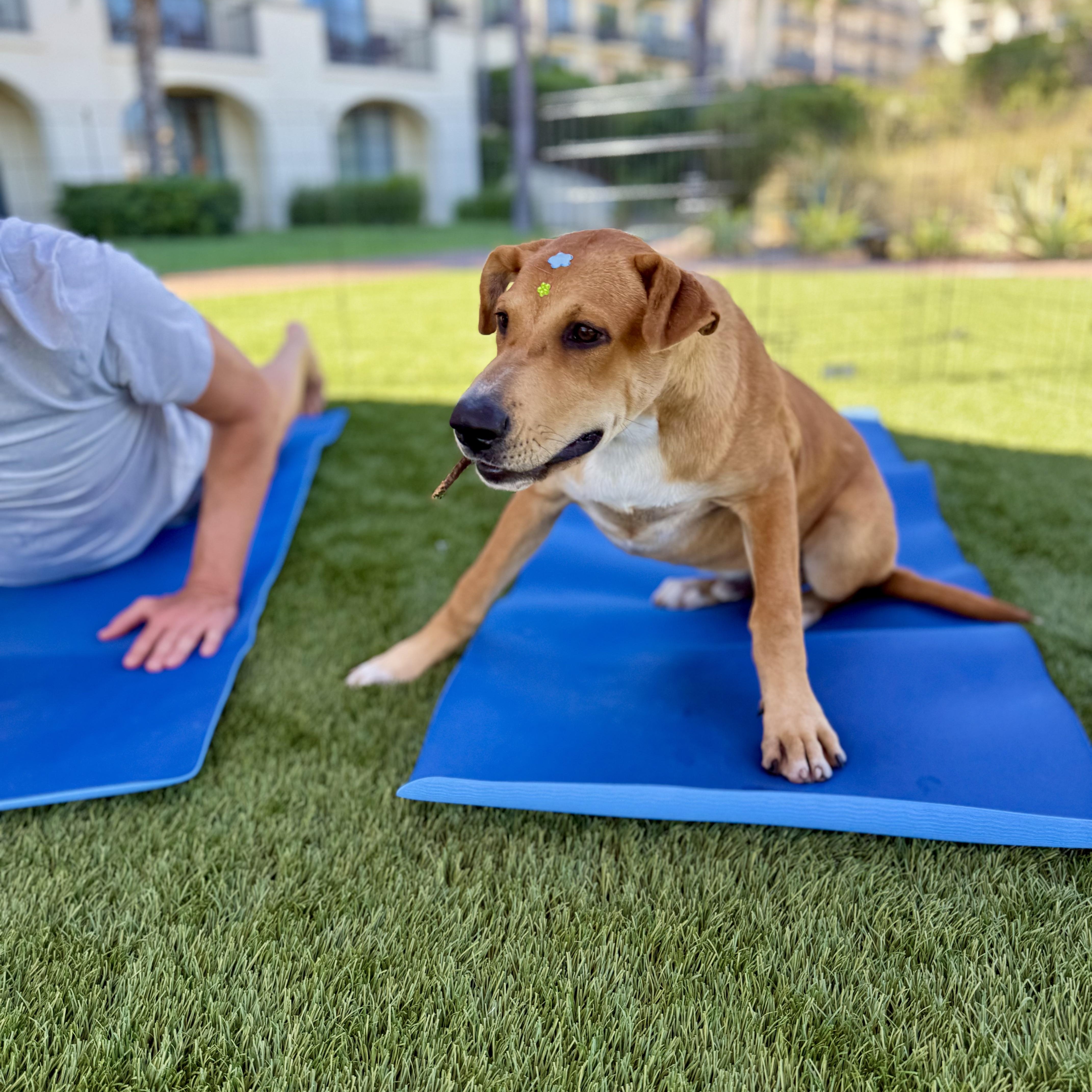 A young large-sized male Rhodesian Ridgeback dog named Walker Texas Ranger for adoption in Los Gatos, CA