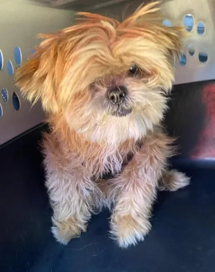 A senior small-sized male Maltese dog named Timmy for adoption in Fort Lauderdale, FL