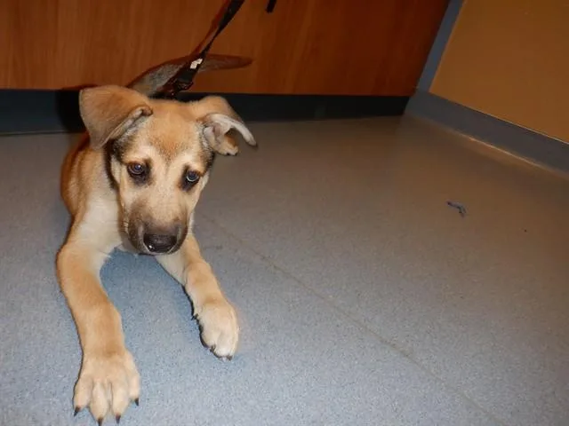 A baby medium-sized male German Shepherd Dog dog named Kenai for adoption in San Jose, CA