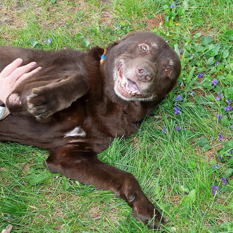 A senior medium-sized male Labrador Retriever dog named Prince Charming for adoption in Troy, OH