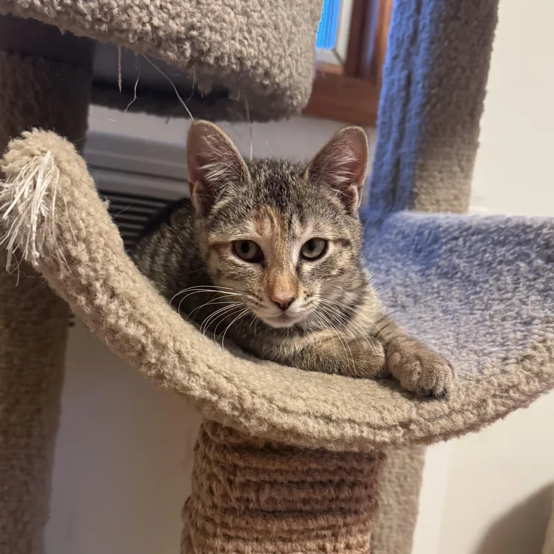 A baby small-sized female Torbie cat named Tala for adoption in East Northport, NY
