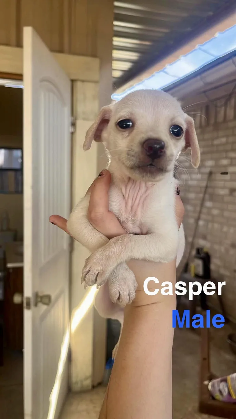 Casper thumbnail 2