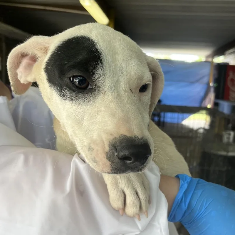 A baby small-sized female White / Cream Mixed Breed dog named Carly for adoption in Edinburg, TX