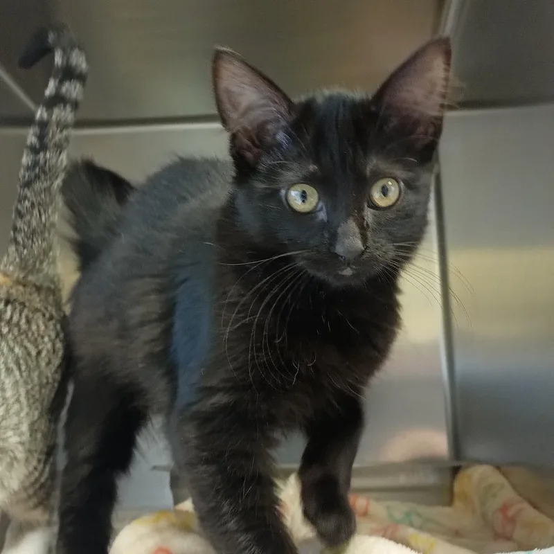 A baby small-sized female Black Domestic Short Hair cat named Lion for adoption in Galveston, TX