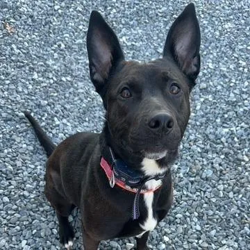 An adult small-sized female Black Shepherd dog named Zara for adoption in Roanoke, VA