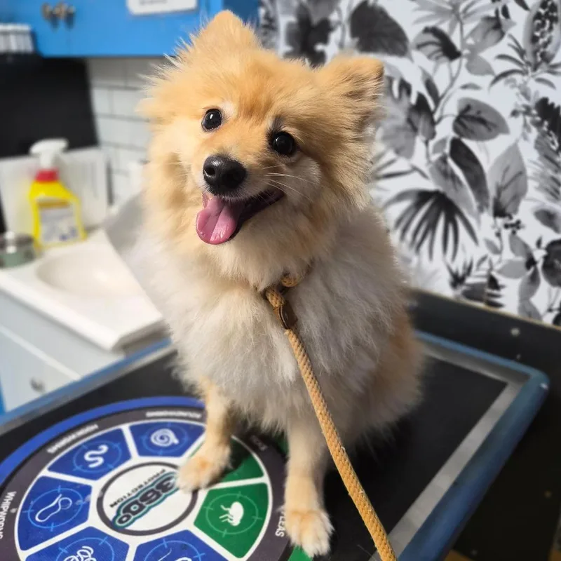 An adult small-sized male Golden Pomeranian dog named Kumo for adoption in Wahiawa, HI