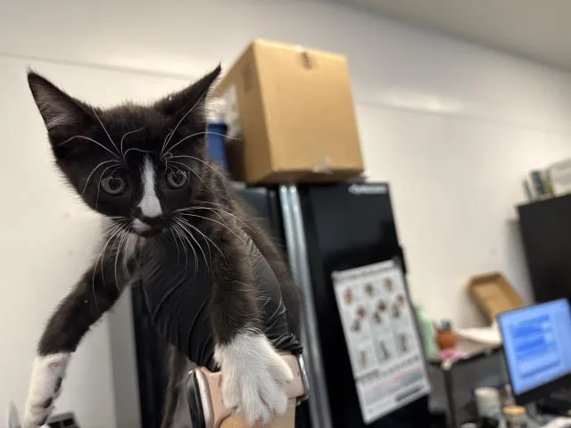 A baby small-sized male Domestic Short Hair cat named Tux for adoption in Thousand Palms, CA