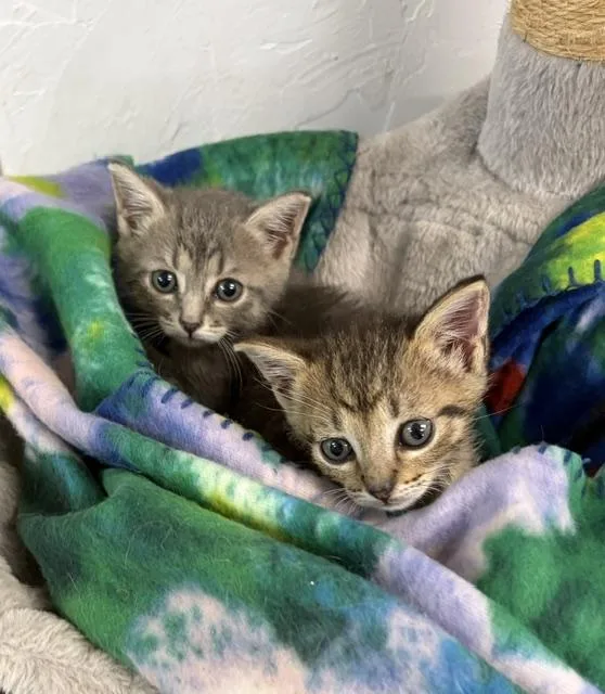 A baby medium-sized male Tabby (Brown / Chocolate) Domestic Short Hair cat named Polka& Dot for adoption in Homestead, FL