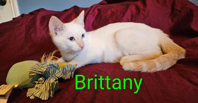Brittany North Conroe