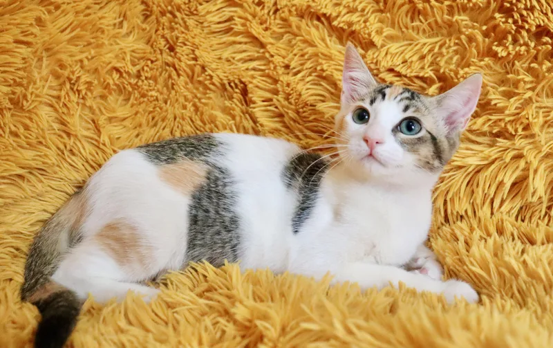 Cookie thumbnail 2