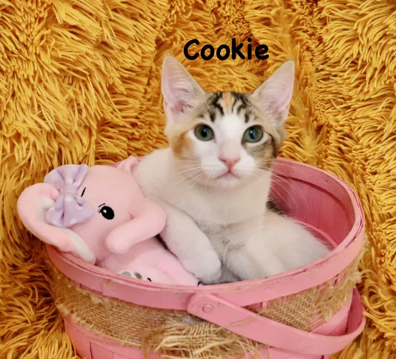 Cookie thumbnail 5