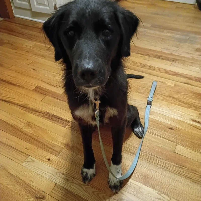 A young medium-sized female Retriever dog named Evelyn for adoption in Aurora, IL