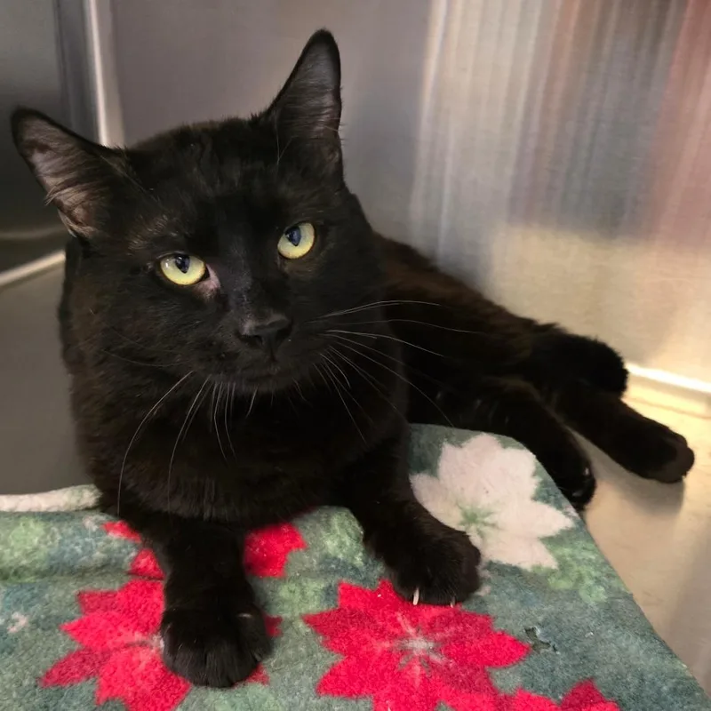 An adult large-sized male Black Domestic Short Hair cat named Hanson for adoption in Spokane, WA