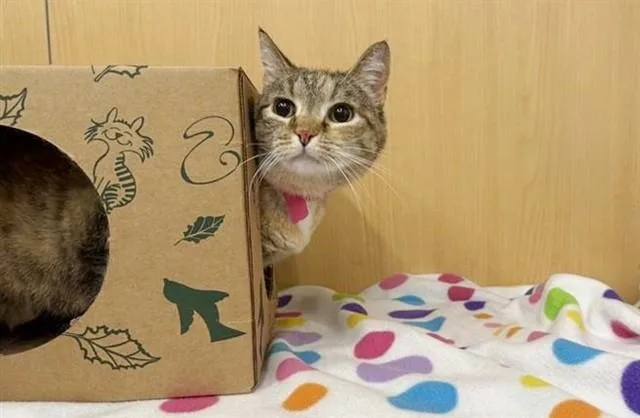 An adult small-sized female Domestic Short Hair cat named Snowy for adoption in Saint Louis, MO
