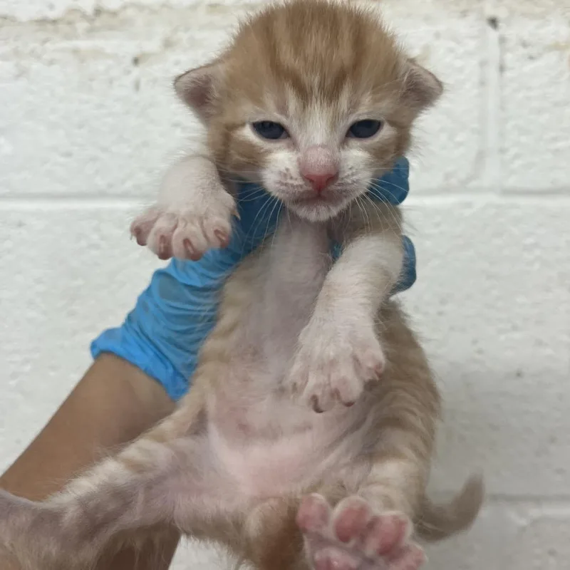 A baby small-sized male Orange / Red Domestic Short Hair cat named Waddles for adoption in Edinburg, TX
