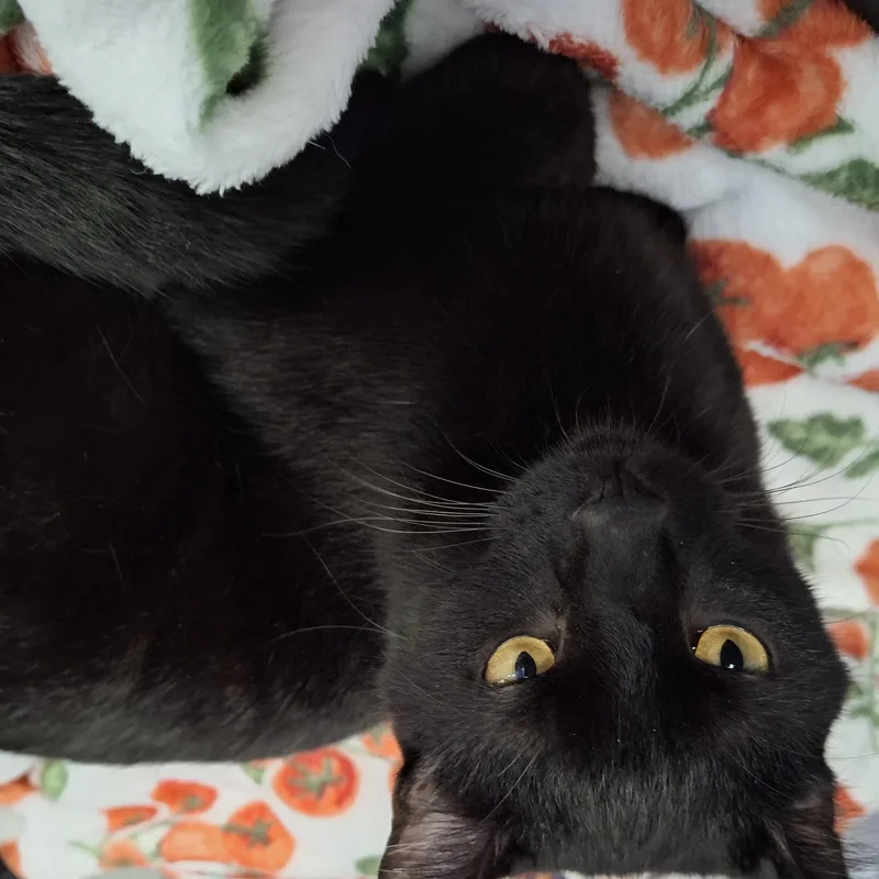 An adult medium-sized male Black Domestic Short Hair cat named Inky for adoption in Philadelphia, PA