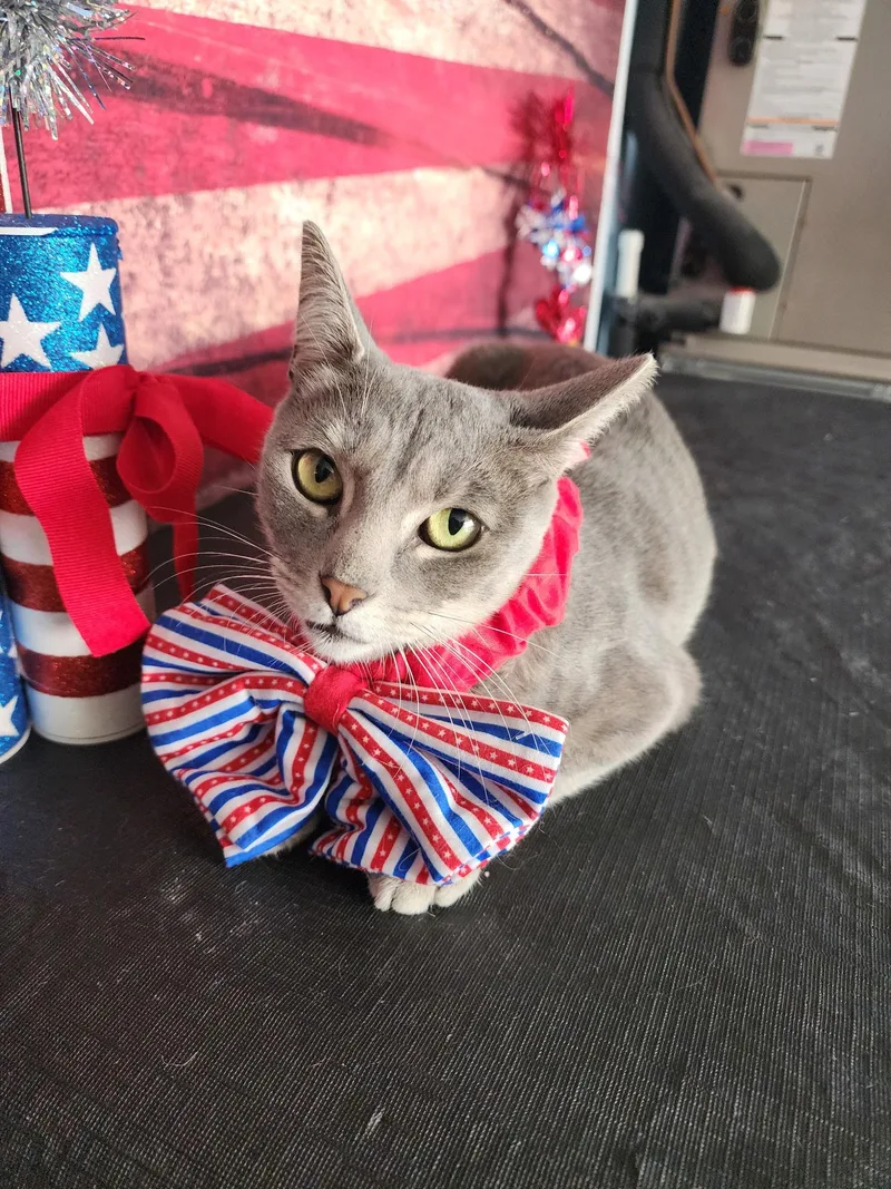 An adult medium-sized female Tabby (Gray / Blue / Silver) Domestic Short Hair cat named Gracie for adoption in Corpus Christi, TX