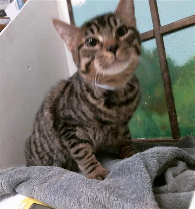 A young medium-sized male Domestic Short Hair cat named Bob for adoption in Houston, TX