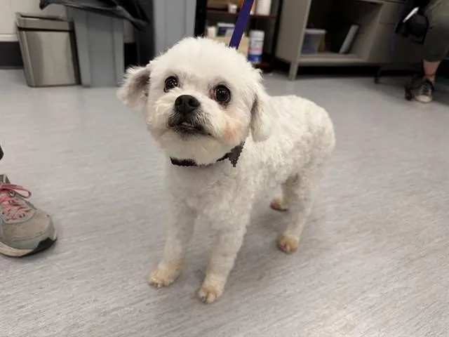 Prince