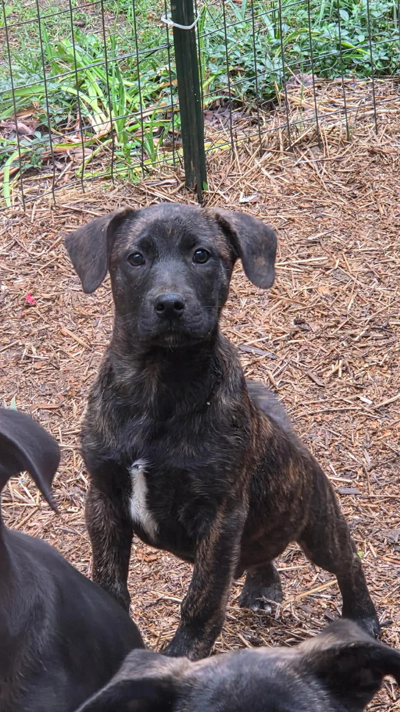 A baby medium-sized male Brindle Labrador Retriever dog named Cinco for adoption in Watertown, CT