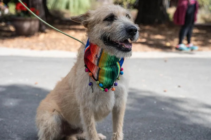 An adult large-sized male Terrier dog named Kip for adoption in Santa Rosa, CA