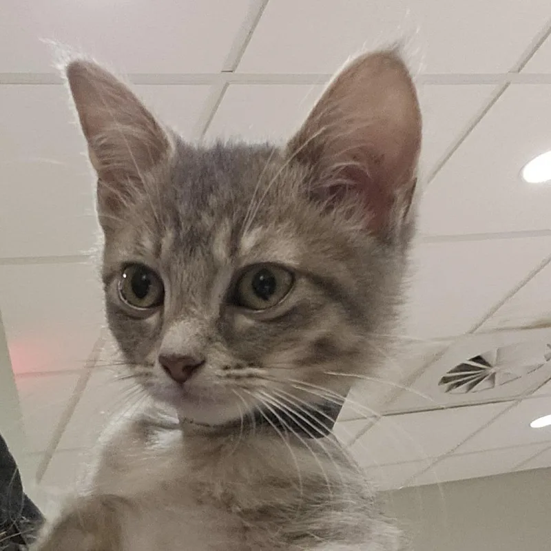 A baby small-sized female Domestic Short Hair cat named Bbq for adoption in Columbia Station, OH