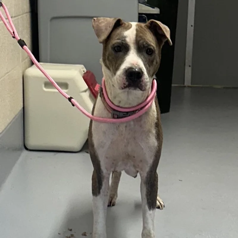 An adult medium-sized female Brindle Pit Bull Terrier dog named Sapphire for adoption in Concord, NC