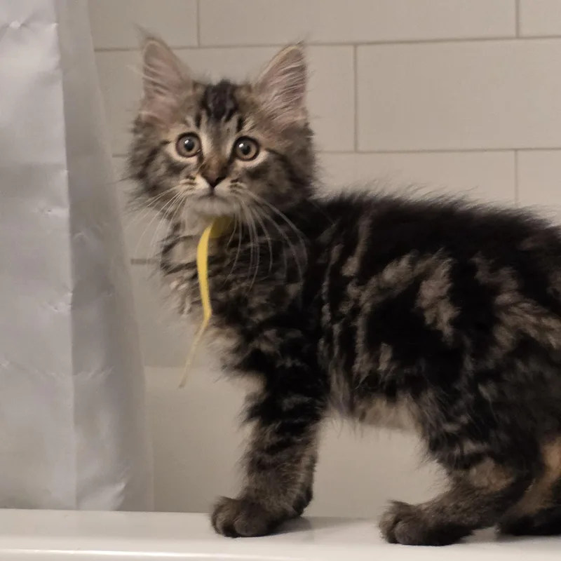 A baby medium-sized male Tabby (Brown / Chocolate) Domestic Long Hair cat named Finch for adoption in Moriches, NY