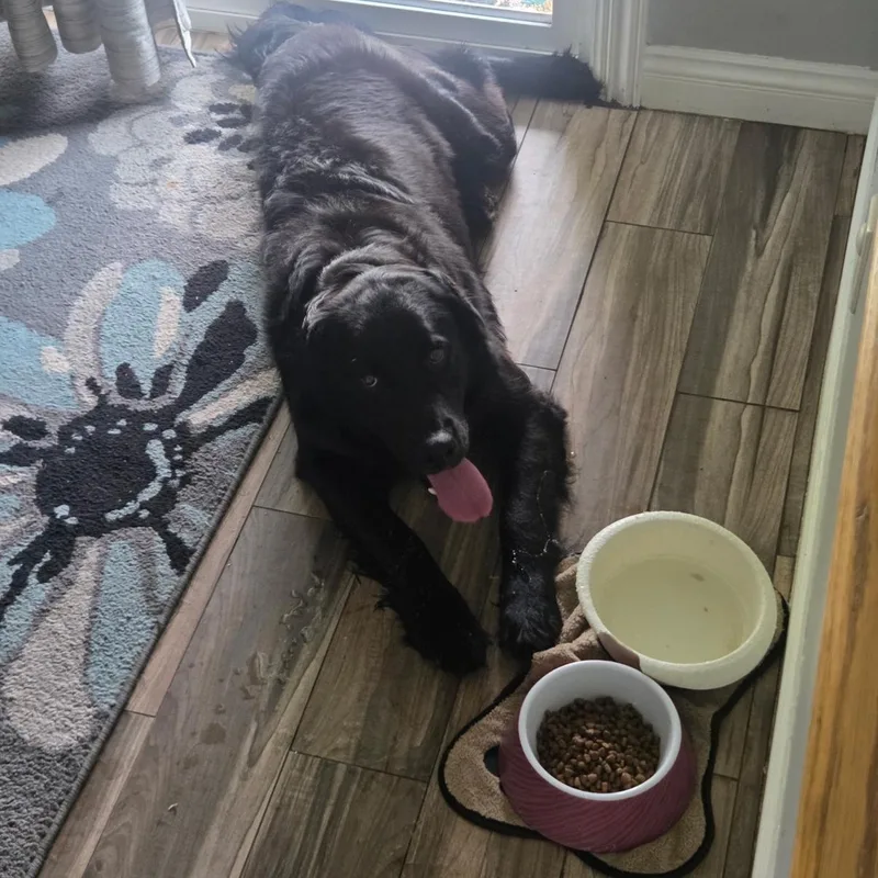 A baby large-sized male Black Golden Retriever dog named Louie for adoption in Omaha, NE