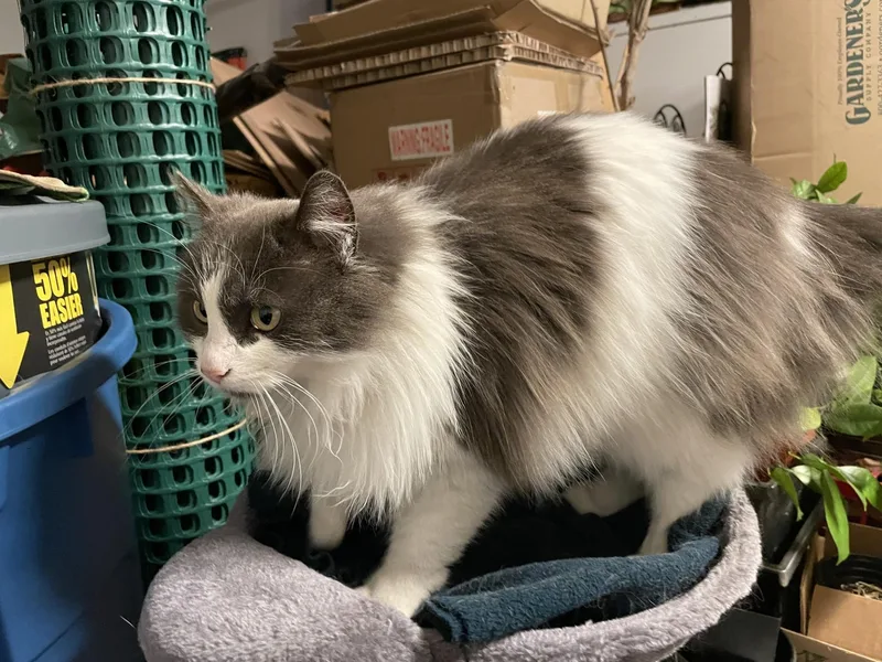 A senior medium-sized female Calico cat named Mable for adoption in North Kansas City, MO