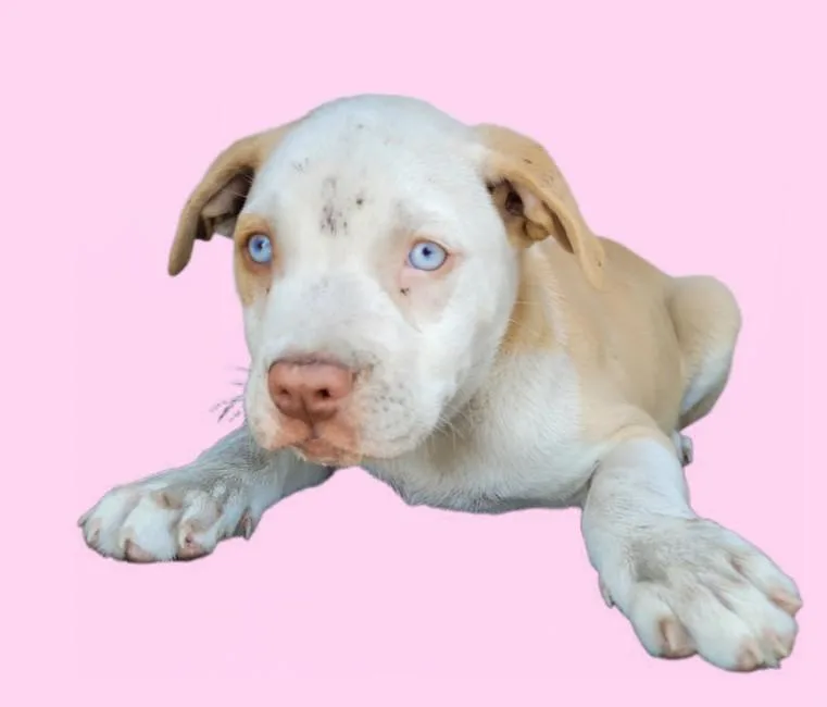 A baby medium-sized male Pit Bull Terrier dog named Sebastian for adoption in Los Angeles, CA