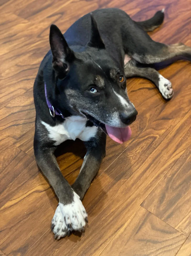 Bella  The Beauty! thumbnail 2