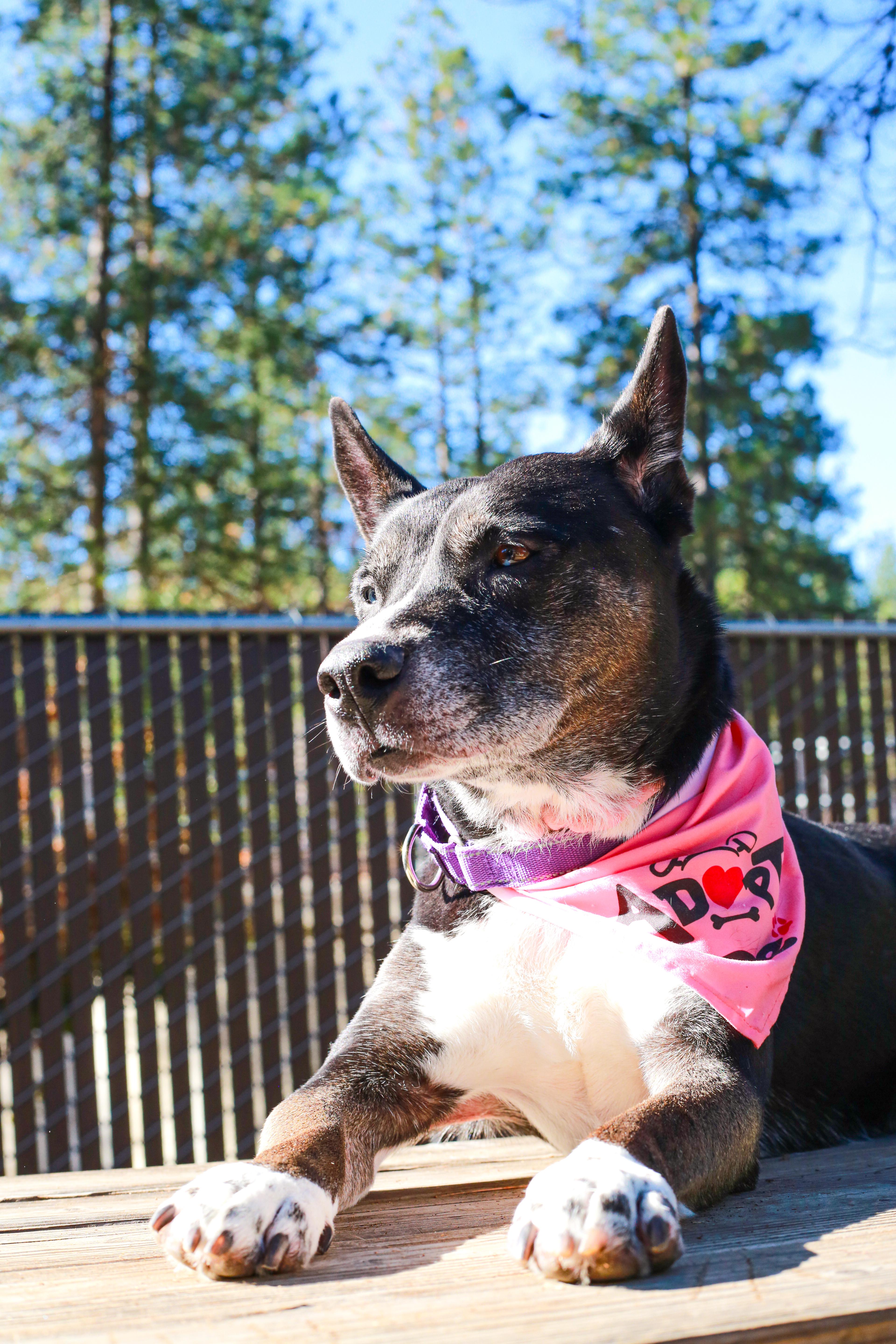 Bella  The Beauty! thumbnail 5