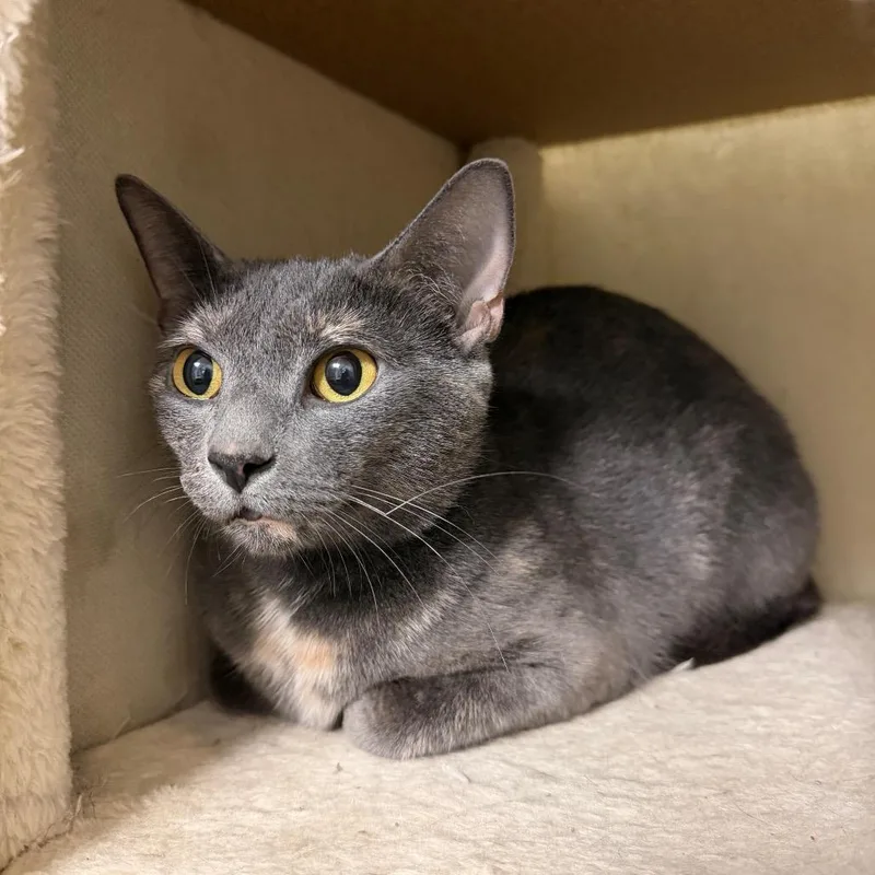 An adult medium-sized female Gray / Blue / Silver Domestic Short Hair cat named Cerulean for adoption in South Elgin, IL