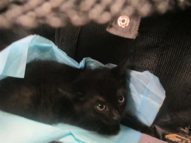 A baby small-sized male Domestic Short Hair cat named Oakley for adoption in Ocala, FL