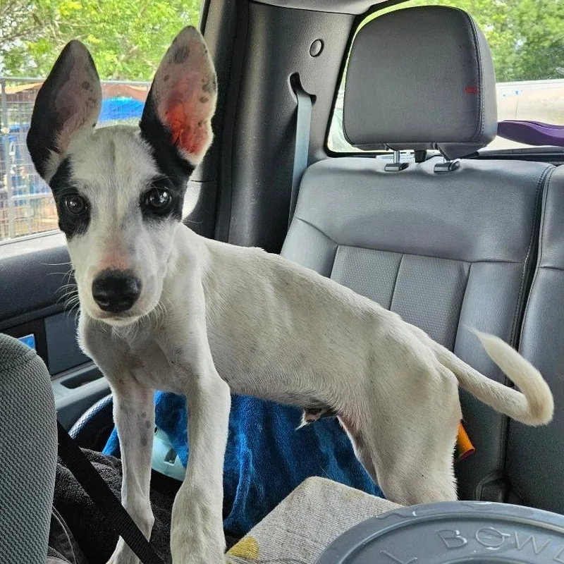 A young medium-sized male Rat Terrier dog named Bonanza for adoption in Lake Jackson, TX