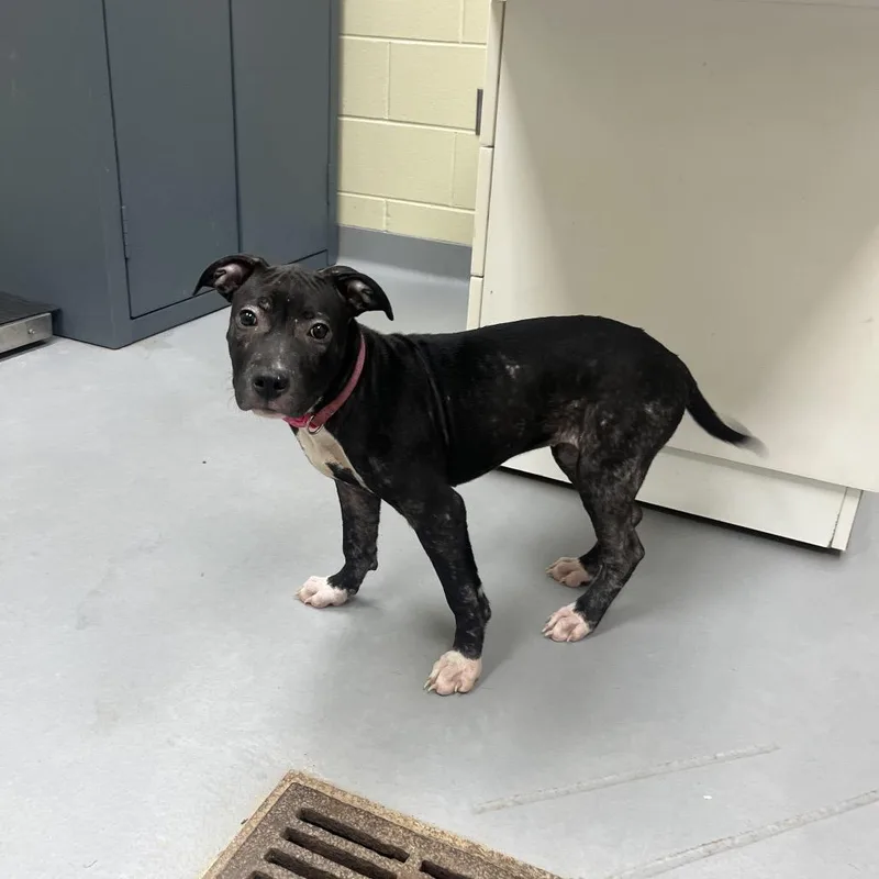 A baby medium-sized female Black Mixed Breed dog named StrayLornaDrive for adoption in Columbus, GA