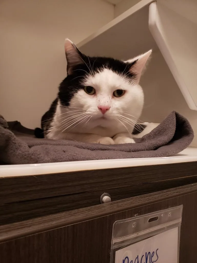 An adult medium-sized male Black & White / Tuxedo Domestic Short Hair cat named Moo for adoption in Frankfort, KY