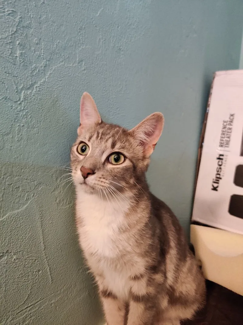 Oliver Twist Jones thumbnail 3