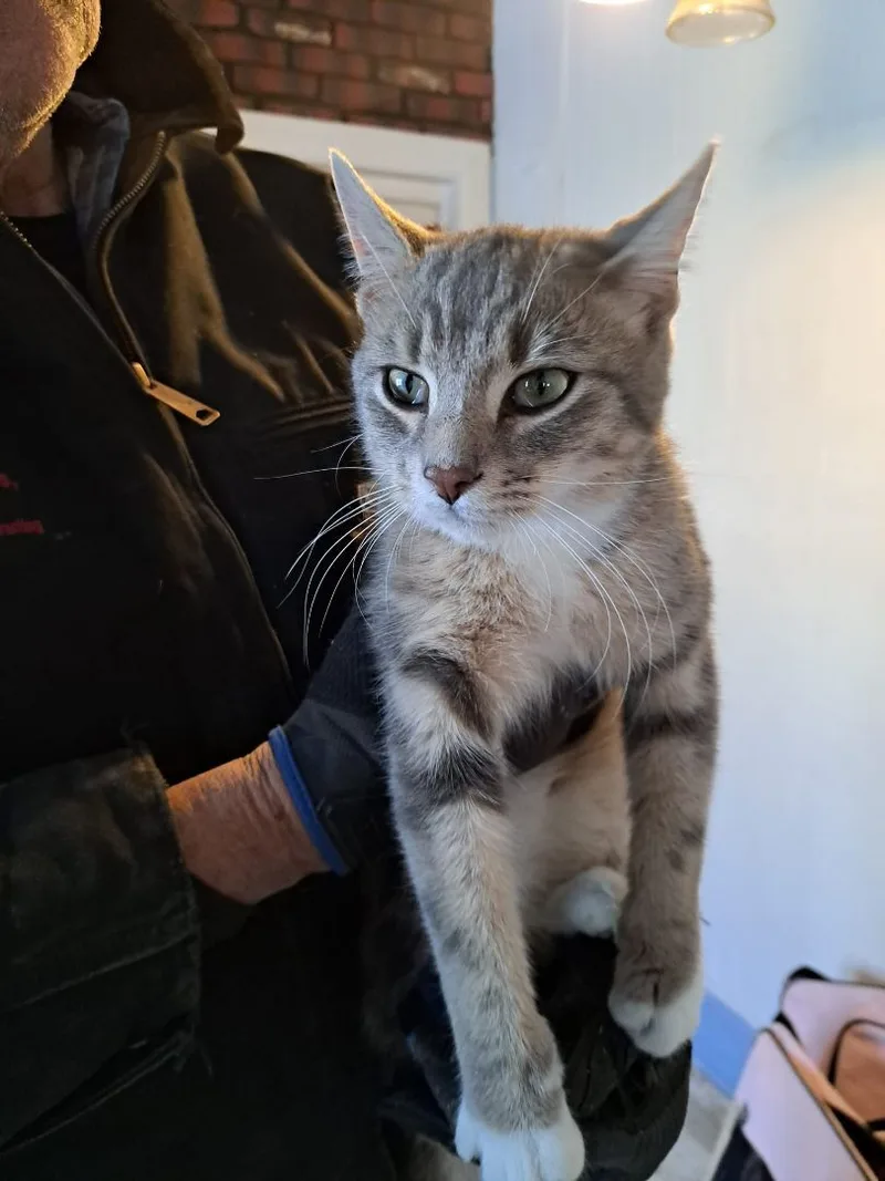 Oliver Twist Jones thumbnail 4