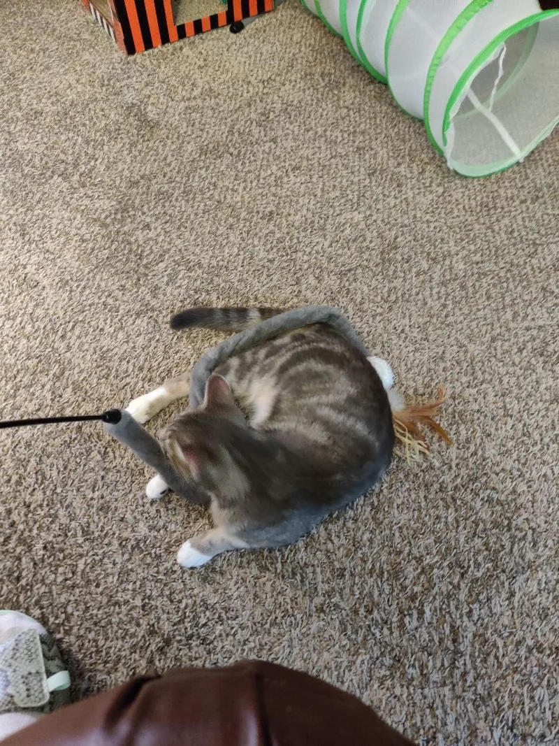 Oliver Twist Jones thumbnail 5