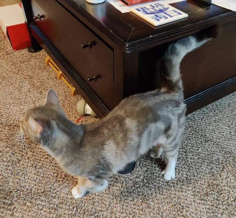 Oliver Twist Jones thumbnail 6