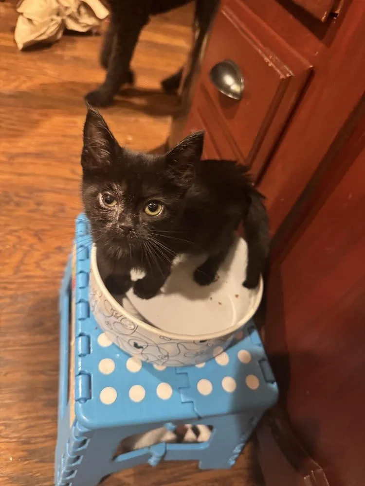 A baby small-sized female Black Domestic Short Hair cat named Kiss for adoption in Oakdale, CA