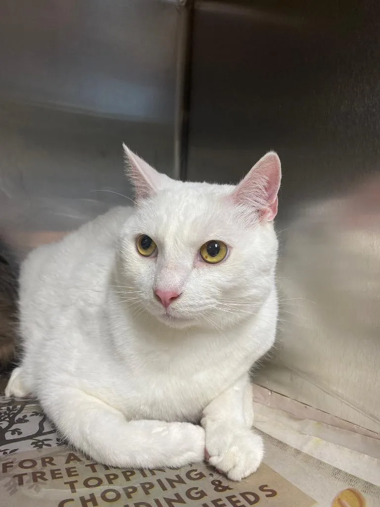 An adult large-sized male Domestic Medium Hair cat named Lou for adoption in Hopkinsville, KY