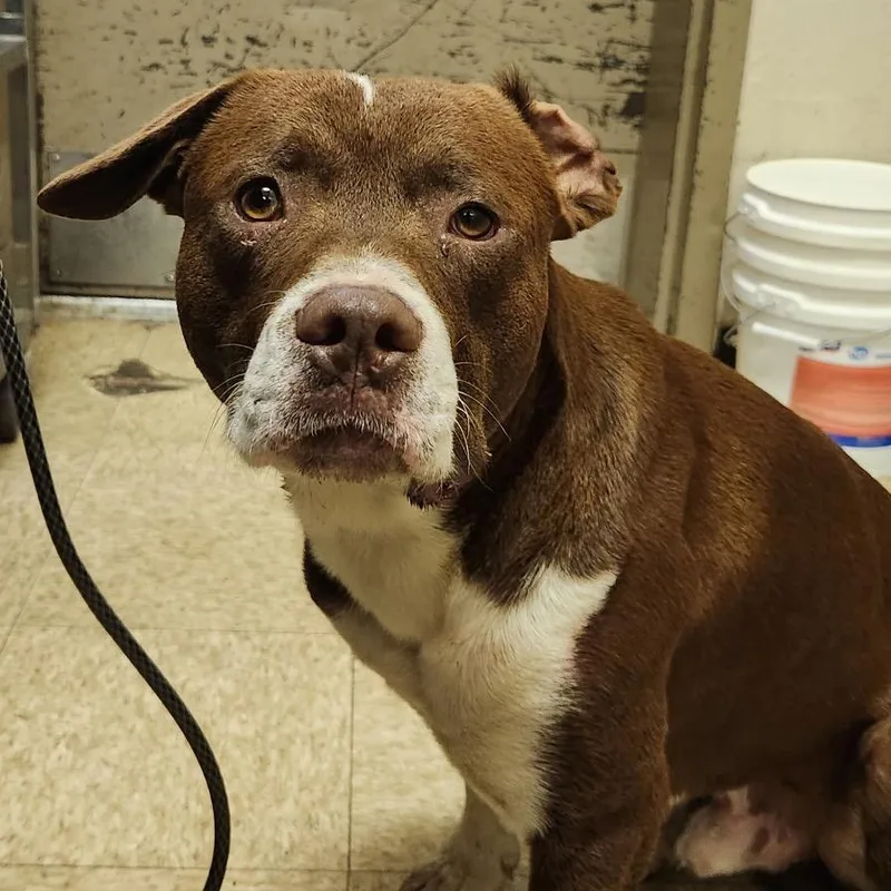 An adult medium-sized male Brown / Chocolate Pit Bull Terrier dog named Ted for adoption in Birmingham, AL