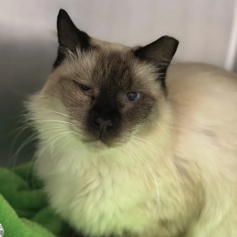 A senior large-sized male Himalayan cat named Eloy for adoption in Matteson, IL