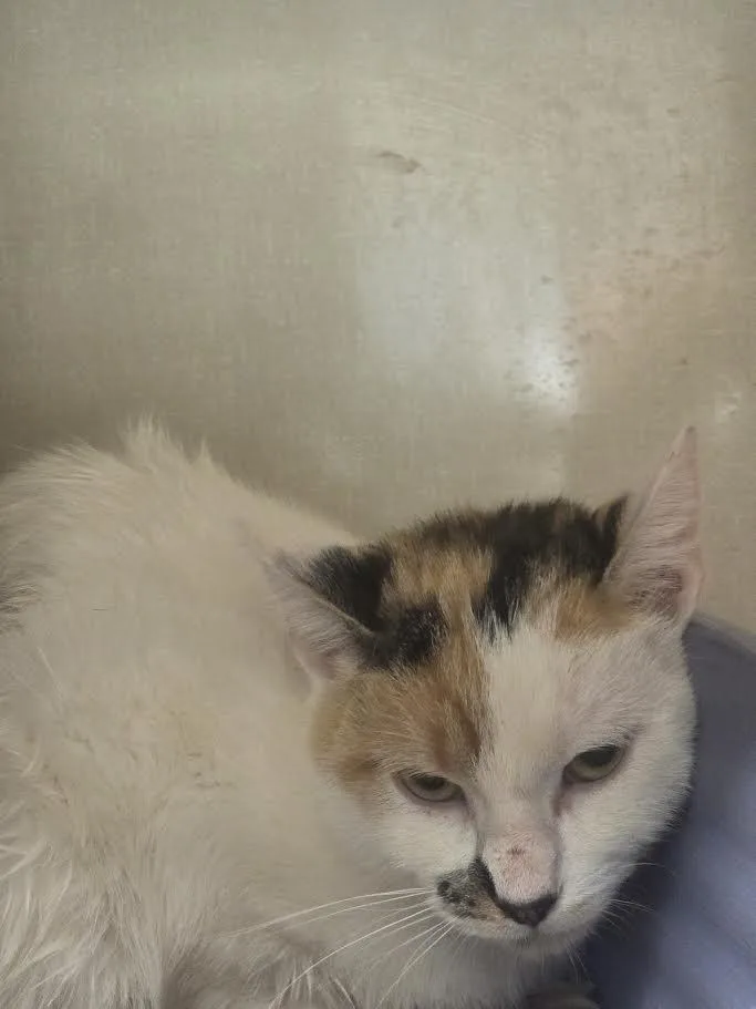 A young small-sized female Calico American Shorthair cat named Princess Laya for adoption in Blue Earth, MN