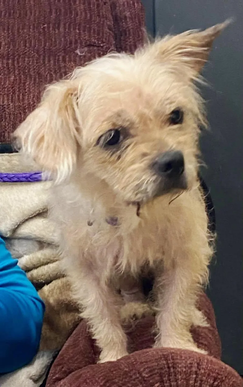 An adult small-sized female Terrier dog named Freya for adoption in Rootstown, OH