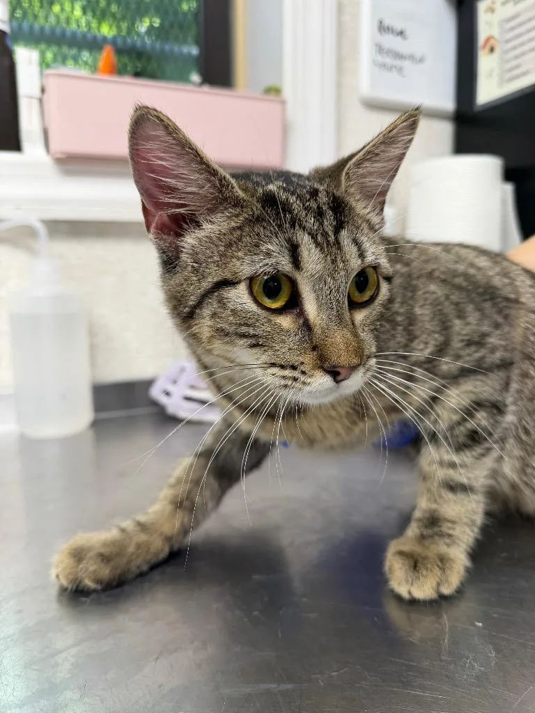 A baby medium-sized female Domestic Short Hair cat named Meoweth for adoption in Pomona, NY