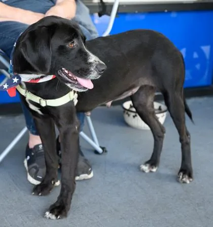 A young large-sized female Black Mixed Breed dog named Poppy for adoption in Fernandina Beach, FL